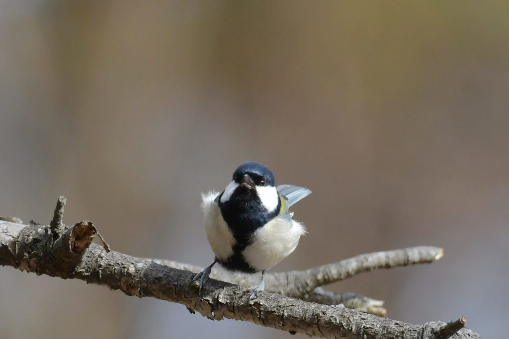 また撮ってるの？　DSC_6647