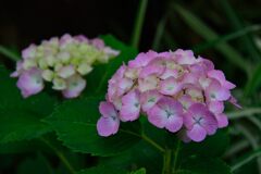 アジサイ　２　DSC_5728