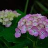 アジサイ　２　DSC_5728