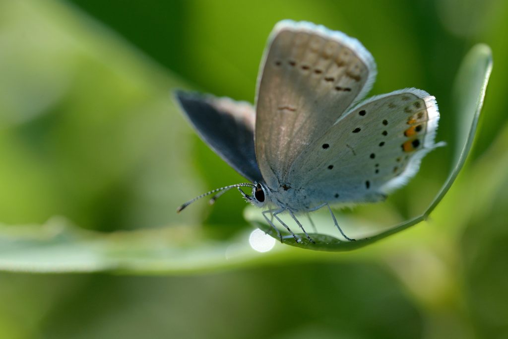 輝く翅　DSC_5043