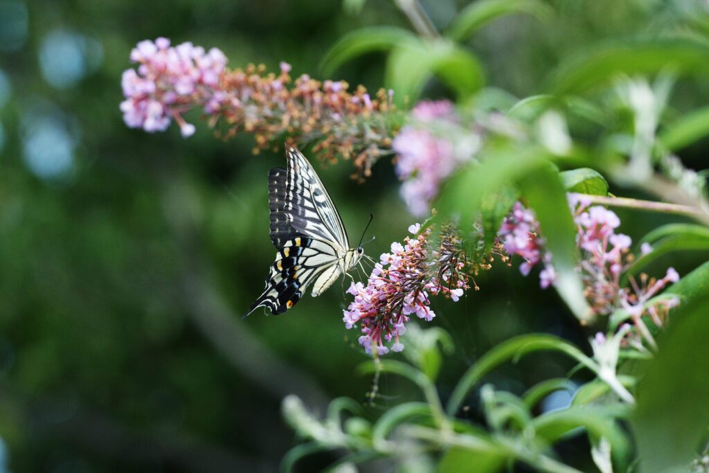 ナミアゲハ　DSC_7281
