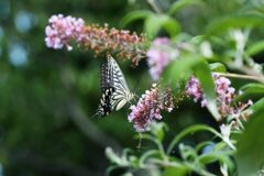 ナミアゲハ　DSC_7281
