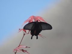 春の記憶　DSCN5522