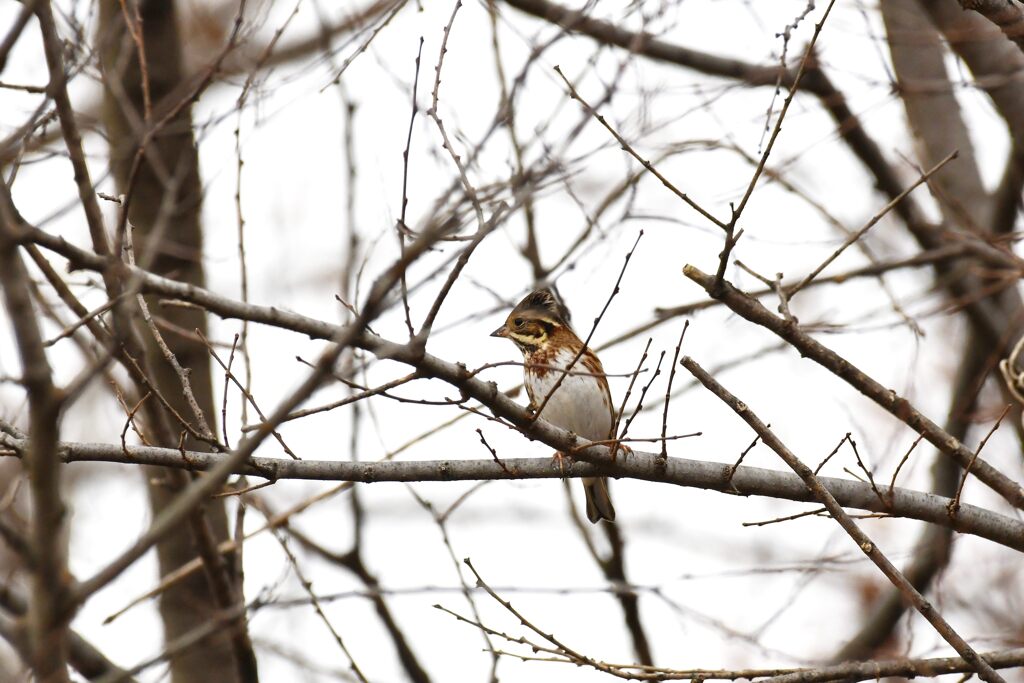 やって来たね　２　　DSC_6011