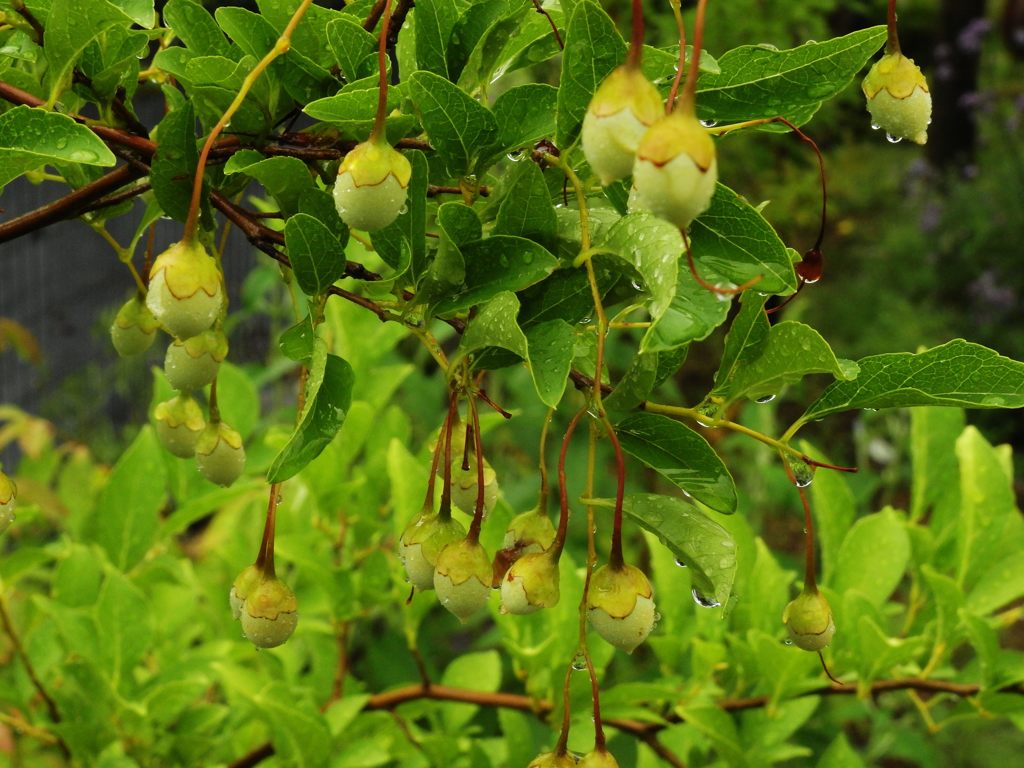 雨と戯れる　DSCN5864