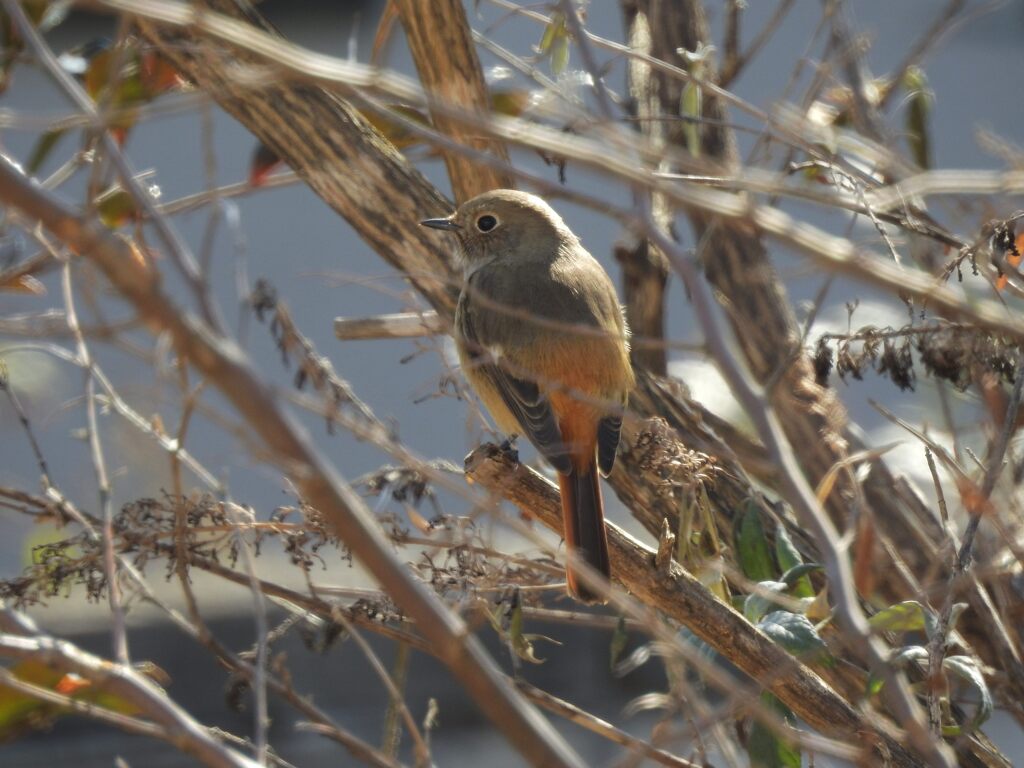 庭のジョビ子　　DSCN9616