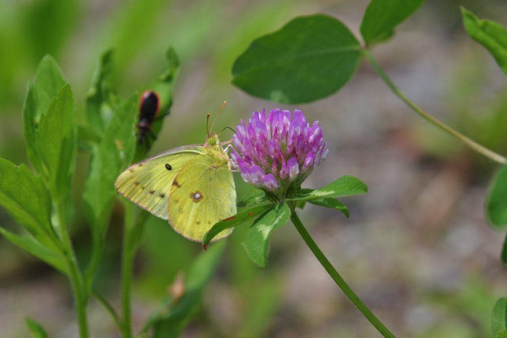 アカツメクサにモンキチョウ　DSC_0314