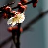 梅一輪咲く　　DSC_0481