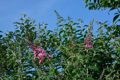 ブッドレア開花　　DSC_7674