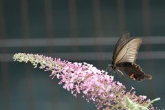 クロアゲハ 　DSC_6020