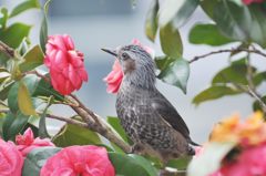 どれにしようかな・・・　DSC_2145