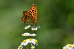 野の花にウラギンスジヒョウモン　　DSC_8892