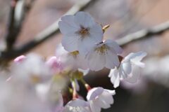 桜　１　　DSC_3980