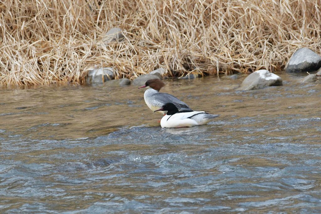 まったりと　　DSC_2954