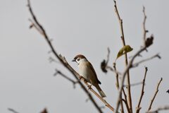 スズメ　　　DSC_4244