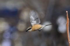 飛び出し　１　DSC_8124