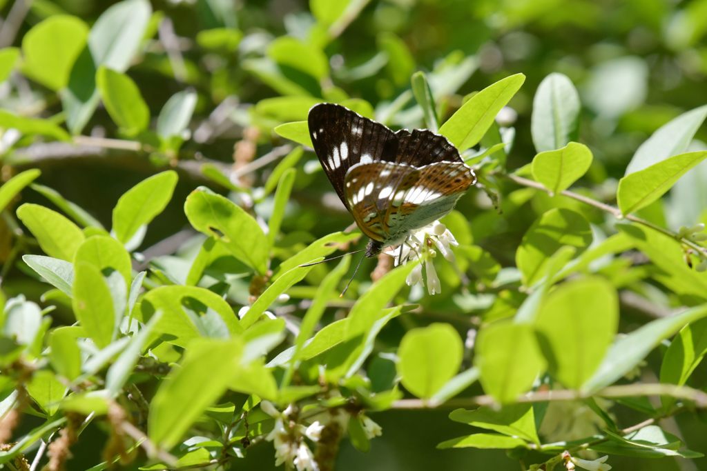 イチモンジチョウ　１　DSC_3627