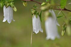 ホタルブクロ　　DSC_2456