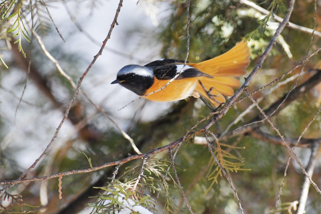 ヒョイッと！　DSC_5991