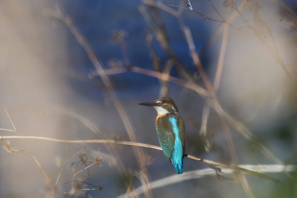 カワセミ（調整後）　　DSC_1218