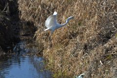 ダイサギ舞う　２　DSC_3094