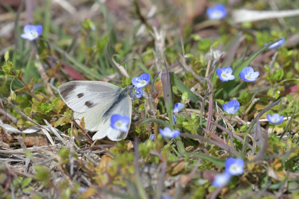 モンシロチョウ　　DSC_8020