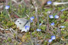 モンシロチョウ　　DSC_8020