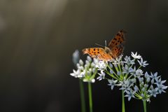 キタテハのお気に入り　DSC_8212