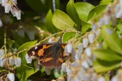 アセビにテングチョウ　　DSC_8618