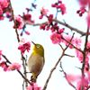 美味しそうだな～　DSC_8537