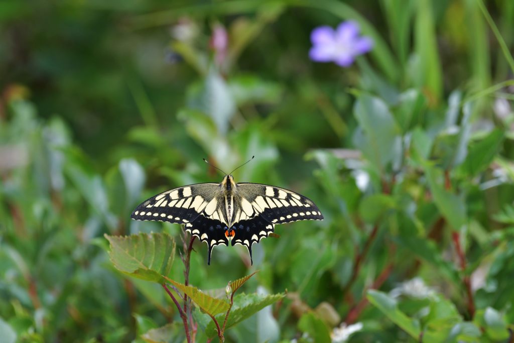 翅広げて　DSC_5652