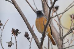 何とか撮れた！　DSC_3230