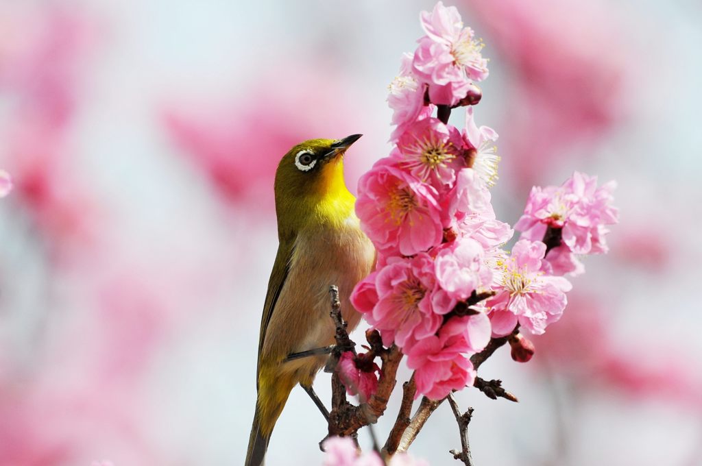 ヒヨくん来たかな？　DSC_1416