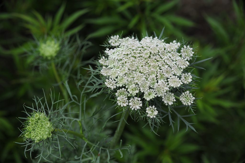 この花は・・・？　DSC_3446