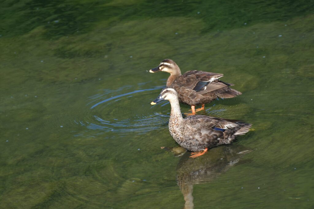 カルガモ　　DSC_5954