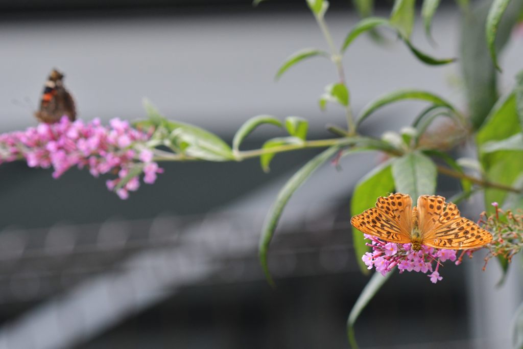 我は我　DSC_8057