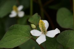 厄介だけれど　DSC_5149