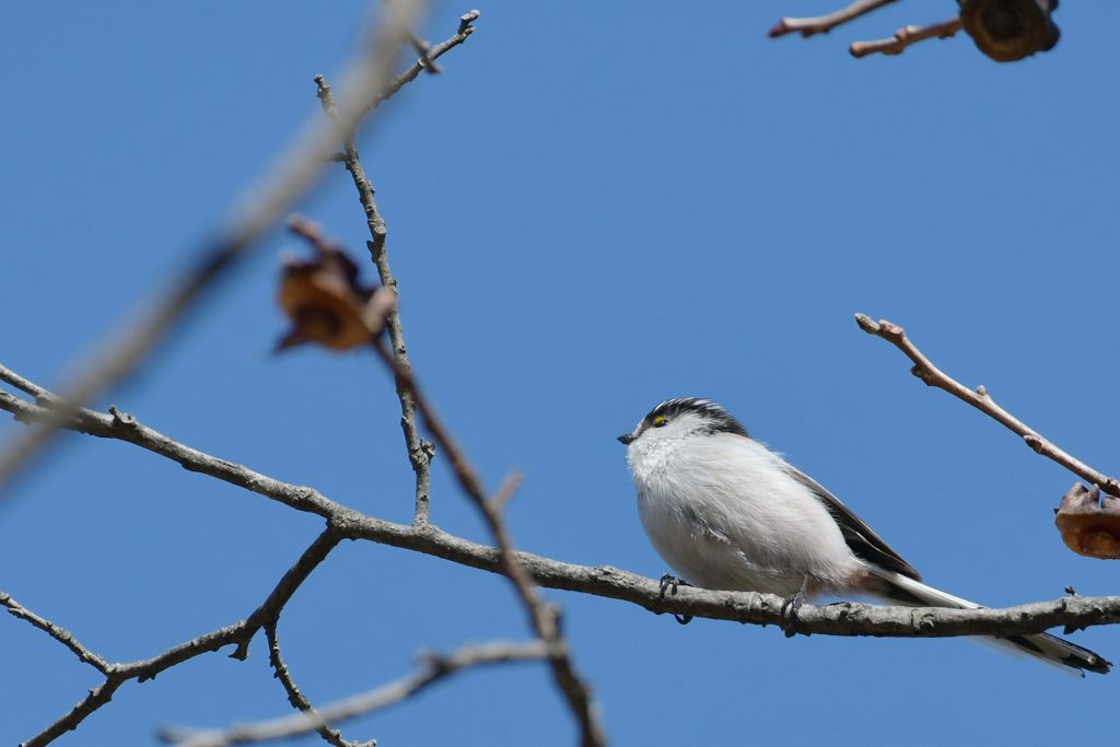 おすまし　DSC_6897