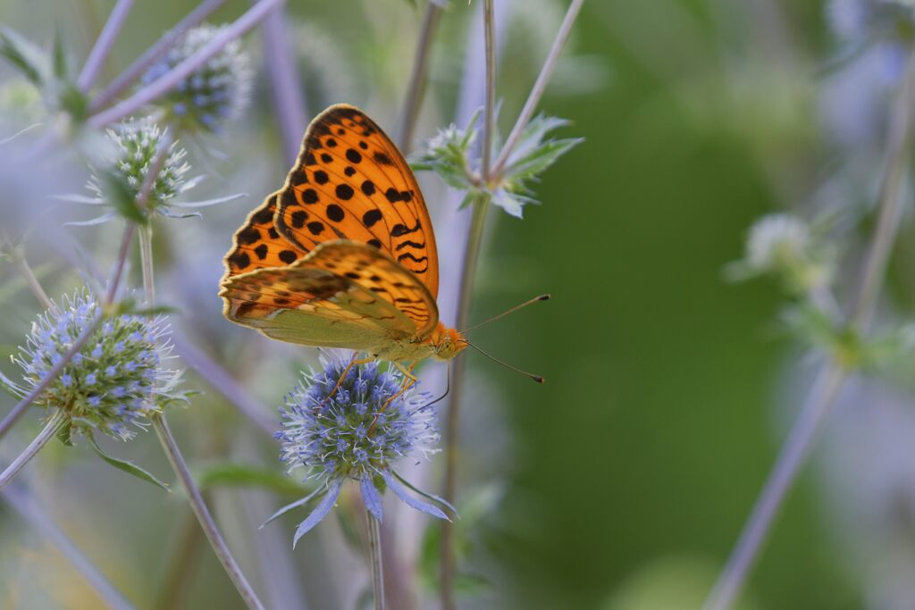 ウラギンスジヒョウモン　DSC_0532
