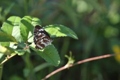 ホシミスジの休憩　DSC_7790