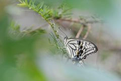 夢の中へ　DSC_7057