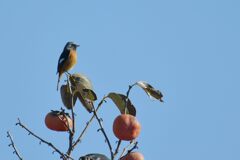 柿の木にジョウビタキ　DSC_4519