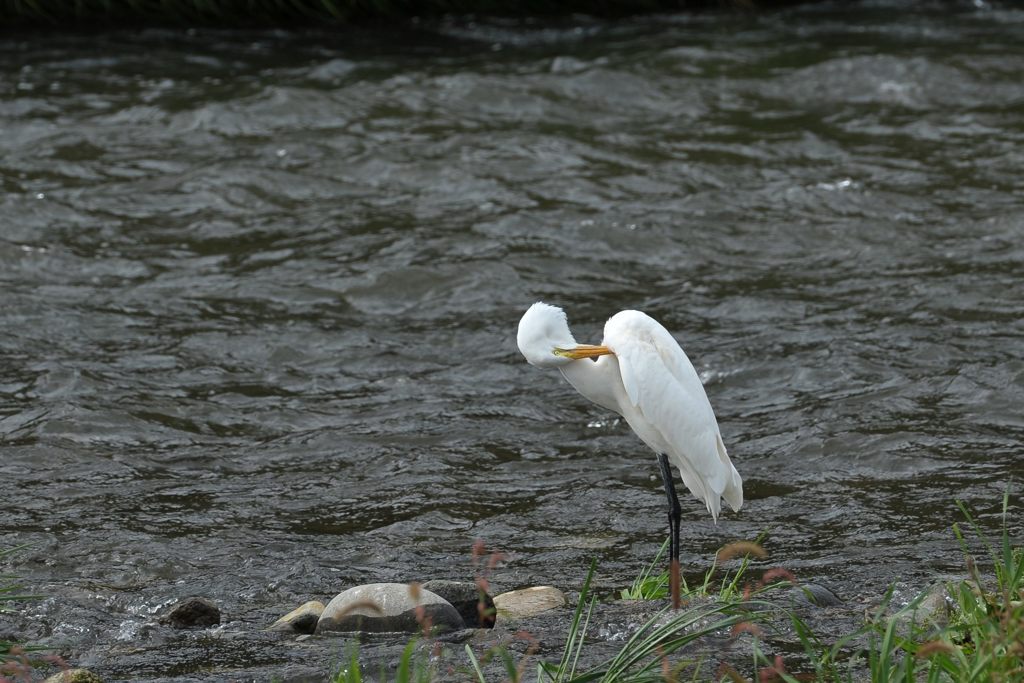 痒いな～　DSC_9473