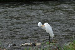 痒いな～　DSC_9473