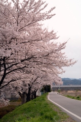 花曇りの径