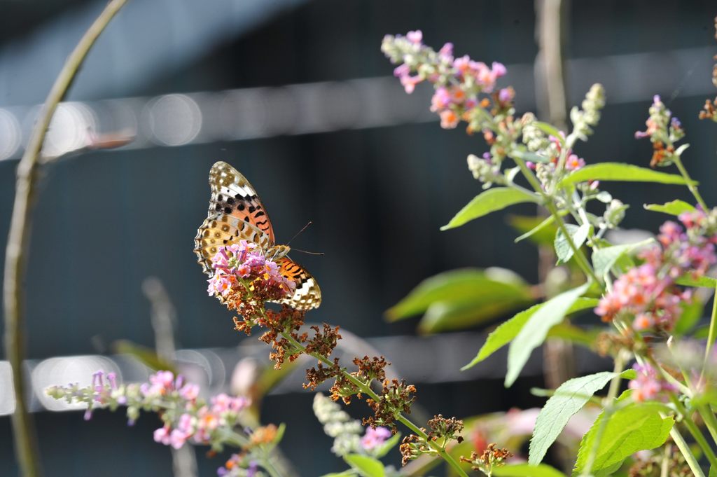 お早う、ツマグロさん！　DSC_9153