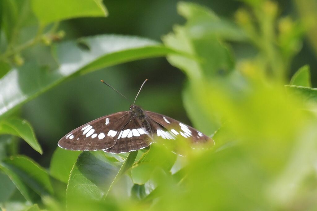 アサマイチモンジ　　DSC_4512