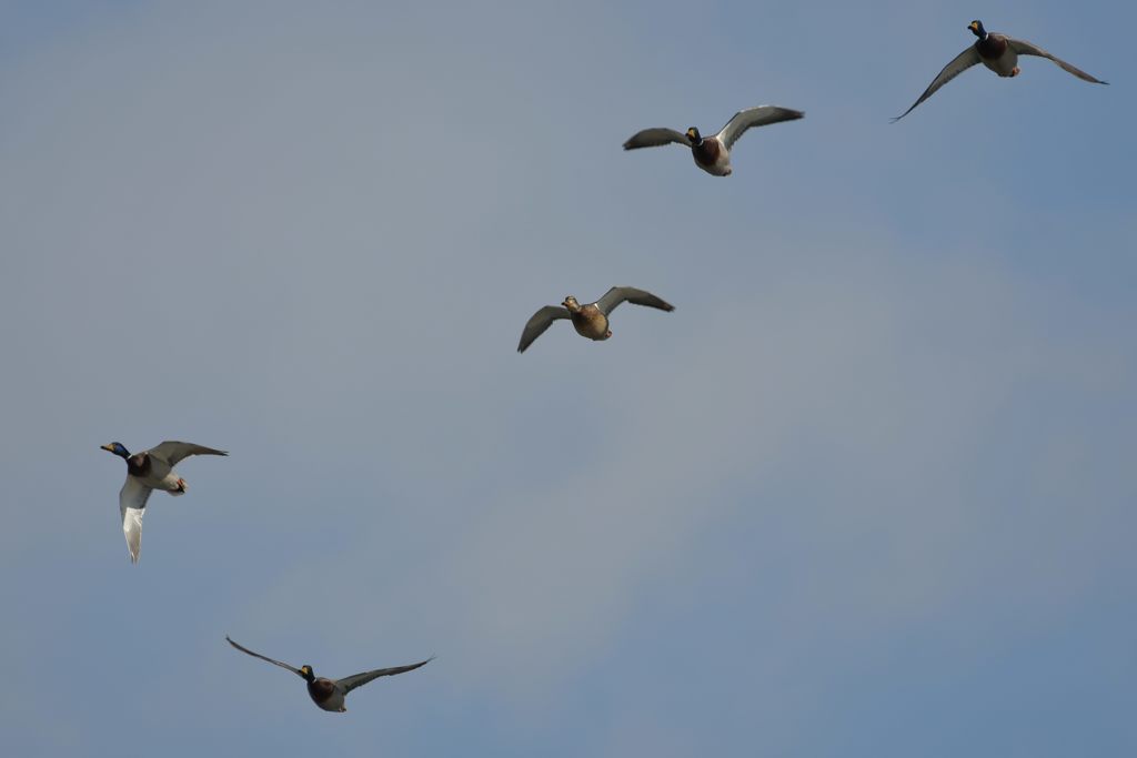 マガモの飛翔　DSC_6266