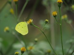 キタキチョウ　IMG_3554