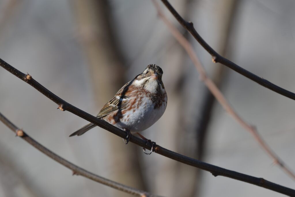 うまく撮れましたか？　　DSC_7520